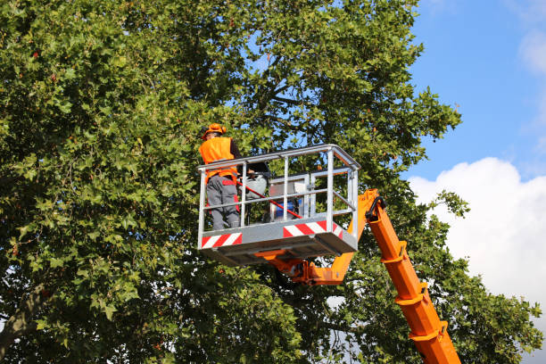  Lower Grand Lagoon, FL Tree Removal and Landscaping Services Pros